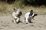 BOULEDOGUE FRANCAIS 153